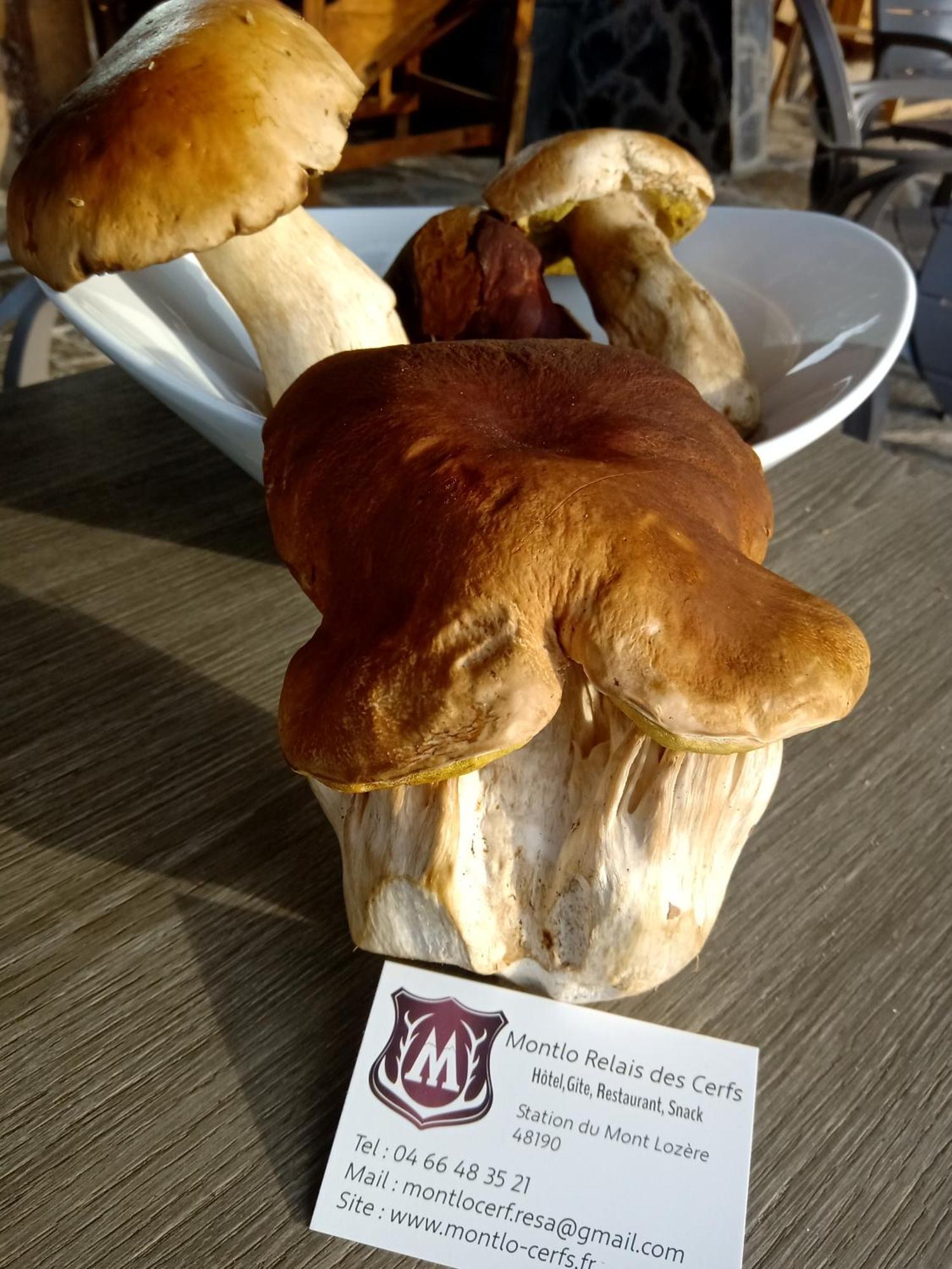 מלון Cubieres Montlo Relais Des Cerfs מראה חיצוני תמונה